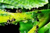 Decentralised Social Ownership over Centralised Control